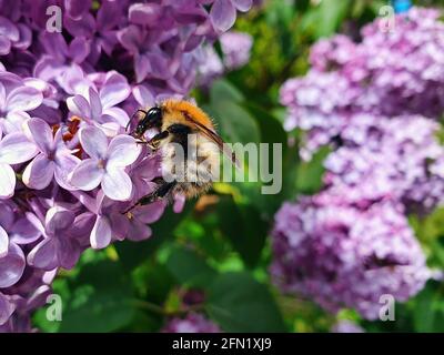 Common Carder Bee (Bombus pascuorum) a ginger brown bumblebee flying insect found in the UK and Europe on a lilac plant, stock photo image Stock Photo