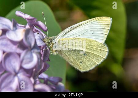 Cabbage white butterfly (Pieris rapae) feeding in spring on purple lilac shrub flower blossom, stock photo image Stock Photo