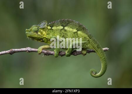 Green cameleon sits on a thin branch against a soft green background Stock Photo