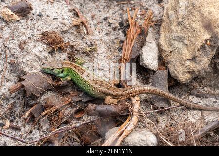 Sand lizard (Lacerta agilis), young male animal in sandy heathland habitat, Surrey, England, UK. Stock Photo