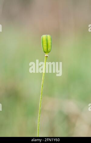 Seed pod (seedpod) of a snake's head fritillary (Fritillaria meleagris) in a damp meadow during May, UK Stock Photo