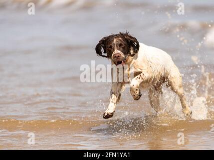 Welsh Springer on the beach Stock Photo