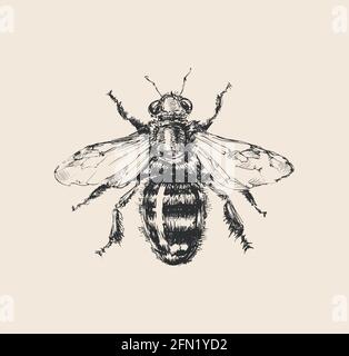 Bee Hand Drawn Sketch Vector illustration Stock Vector