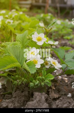 Flowering bushes of strawberries in the garden. Abundant flowering strawberries. Vertical orientation. Stock Photo