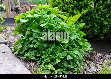A bush of green melis grows in the garden. Natural and healthy ingredient. Stock Photo