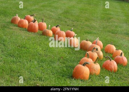 Pumpkins on the lawn. Autumn/ Thanksgiving Day decor in the USA. Stock Photo
