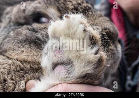 Rabbit Pododermatitis Cause Pododermatitis in a rabbit on a paw is a disease, dermatitis, an ...