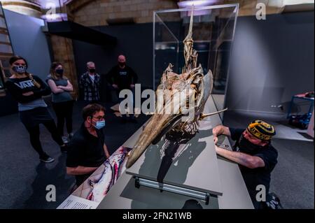Black Marlin skeleton at the Natural History Museum on 27th April 2022 in  London, United Kingdom. The museum exhibits a vast range of specimens from  various segments of natural history. The museum