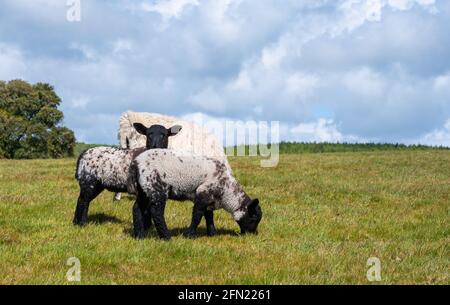 Spring lambs with a sheep (Ovis aries) grazing in a field in Spring in Arundel National Park on the South Downs in West Sussex, UK. Copyspace. Stock Photo