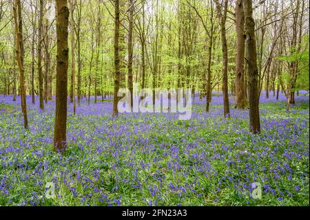 The forest floor is covered in a carpet of bluebells below the emerging canopy of bright spring leaves, Walstead in West Sussex, England. Stock Photo