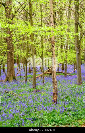 The forest floor is covered in a carpet of bluebells below the emerging canopy of bright spring leaves, Walstead in West Sussex, England. Stock Photo