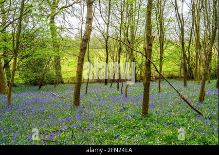 The forest floor is covered in a carpet of bluebells below the emerging canopy of bright spring leaves, Walstead in West Sussex, England. Stock Photo
