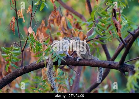 Two Squirrels kissing and caring each other on branch of a tree Stock Photo