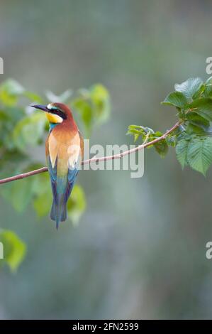 European Bee-eater (Merops apiaster) perched on tree twig. Spain. Stock Photo