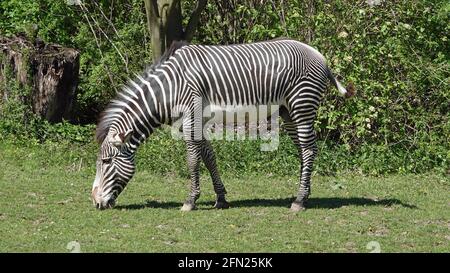 Zebra grazes on the grass. In the background bushes. Stock Photo