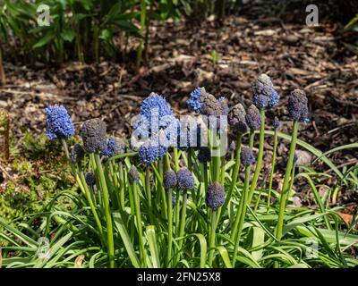 a group of flowers of the unusual looking Muscari armeniacum Stock Photo