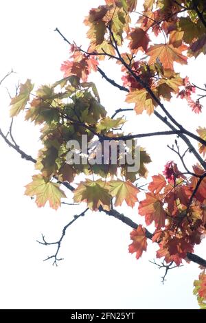 Vertical portrait of backlit maple leaves turning red and yellow Stock Photo