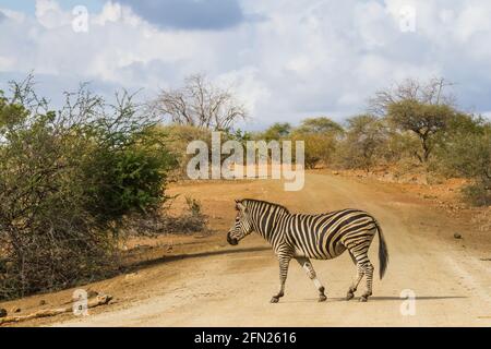 Solitary adult zebra walking alone crossing a road in Kruger National Park, South Africa with dramatic sky Stock Photo