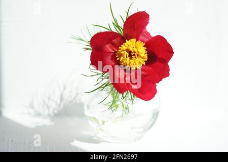 Red peony flower in a vase on white sunny table. Stock Photo