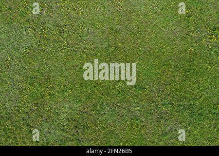 Top view of green grass and yellow dandelions, natural background Stock Photo