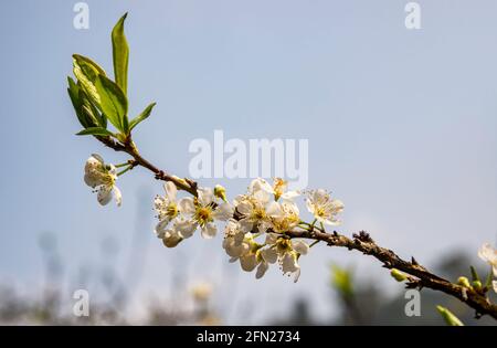 Beautiful white plum flowers in Naka Plums Valley in Moc Chau, Vietnam Stock Photo