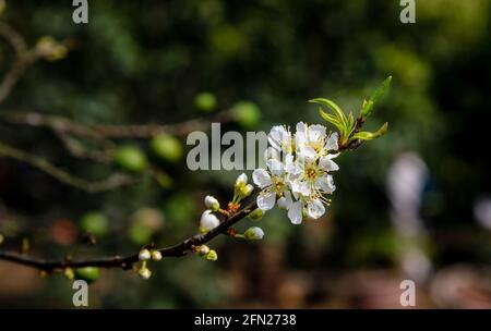 Beautiful white plum flowers in Naka Plums Valley in Moc Chau, Vietnam Stock Photo