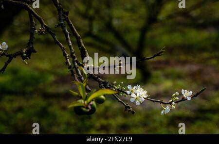 Beautiful white plum flowers in Naka Plums Valley in Moc Chau, Vietnam Stock Photo