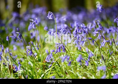 Bluebell woods, the perfect place walk in springtime with a carpet of blue flowers wherever you look.