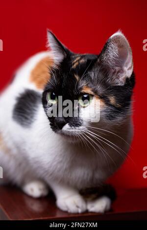 tricolor cat close-up on red background. Stock Photo