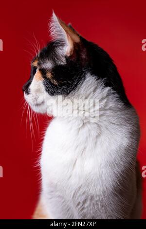 tricolor cat close-up on red background. Stock Photo