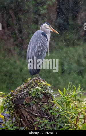 Close up of a Grey heron perched on a tree stump in pouring rain Stock Photo