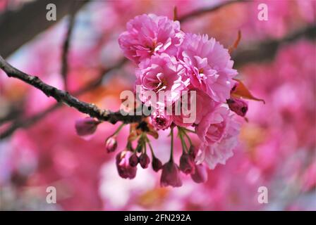 Close up of fluffy pink Japanese cherry blossoms branch with a soft and pink background - Setagayapark, Vienna, Austria Stock Photo