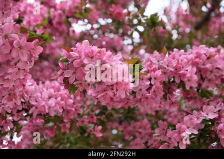 Close up of pink Japanese cherry blossoms branch - Setagayapark, Vienna, Austria Stock Photo