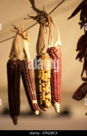 Vertical shot of various corn cobs of different colors hanging from a string in the kitchen Stock Photo