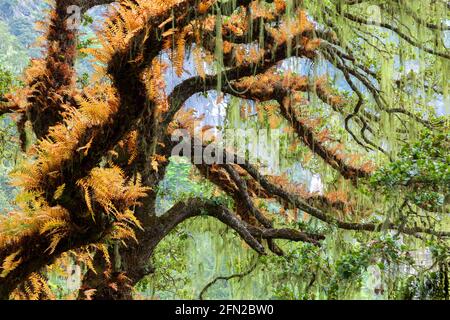 Forest around Tiger's Nest, Paro, Bhutan. Stock Photo