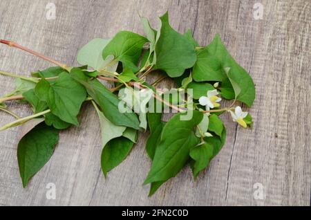 Houttuynia cordata Thunb branches Stock Photo