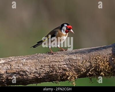 European goldfinch perched on branch Stock Photo