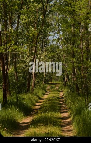 Green Forest and Path with Sun Light in Spring Stock Photo
