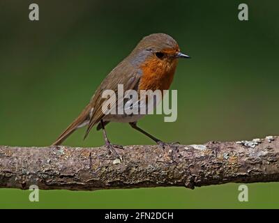 European robin perched on branch Stock Photo