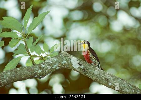 Yellow Fronted Woodpecker Melanerpes flavifrons Itatiaia National Park, Brazil BI019574 Stock Photo