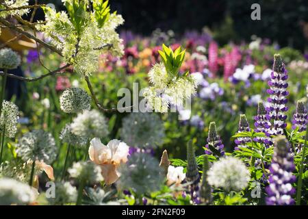 A cluster of spring flowers under a fringe tree in a flower garden. Stock Photo