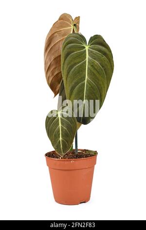 Rare 'Philodendron Melanochrysum' houseplant in flower pot isolated on white background Stock Photo