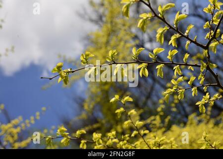 Young leaves of Ulmus Parvifolia, small-leaved elm tree, against the sky Stock Photo