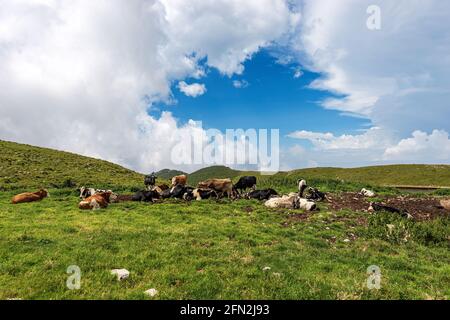 Herd of cows on green pasture in Italian Alps. Monte Baldo (Baldo Mountain), Cresta di Naole (ridge of Naole), Verona province, Veneto, Italy, Europe. Stock Photo