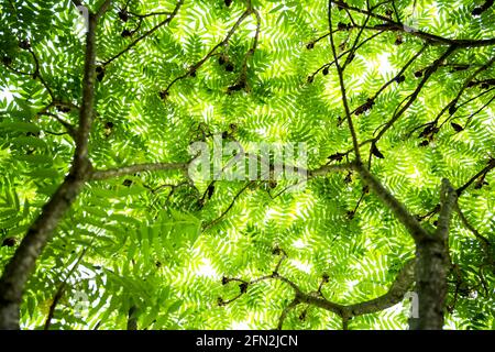 (Selective focus) Beautiful lush vegetation with some green fern leaves. A fern is a member of a group of vascular plants. Natural background. Stock Photo