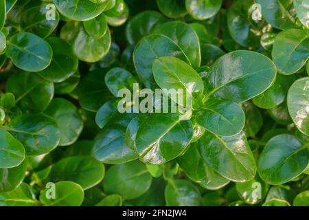 close-up of plant leaves shiny leaf with sunlight outdoor Stock Photo