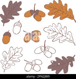Vector collection of leaves and acorns. Autumn silhouettes and different colorful leaves set. Stock Vector