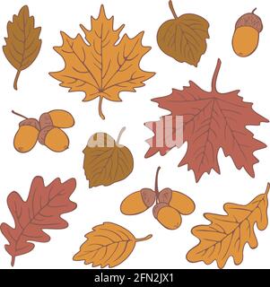 Vector collection of different colorful autumn leaves and acorns. Fall season set. Stock Vector