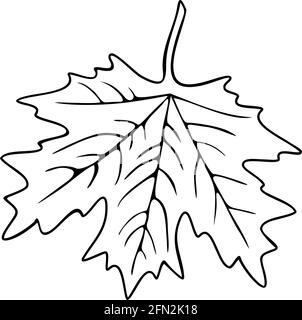 Vector illustration of maple leaf. Design for coloring book. Stock Vector