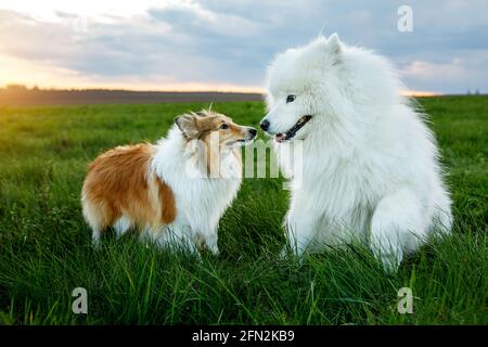 can a rough collie and a miniature pinscher be friends